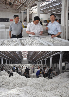 苏豪股份富安茧丝绸公司6月5号开始春茧收购