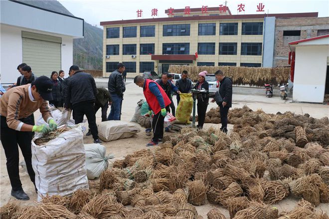 舞产业龙头助脱贫攻坚--甘肃文县任和农副产品发展剪影