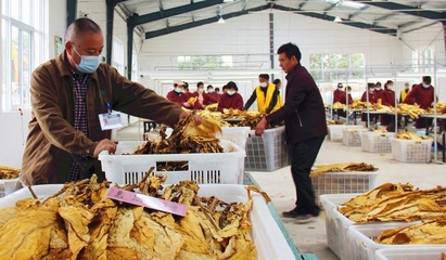 河南襄城县局(分公司)规范烟叶收购程序