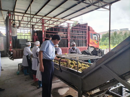 学党史 办实事 我校农产品加工科技服务团队赴阿瓦提刀郎慕萨莱思公司开展科技服务