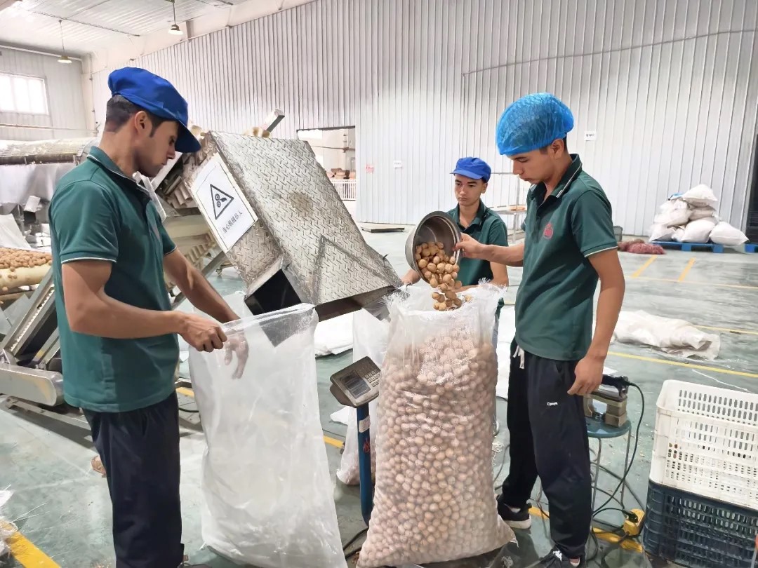 阿克苏核桃 “链起”大“钱”景