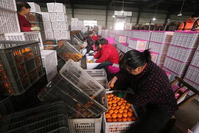 “全国网络主流媒体行”走进湖北宜昌 生态发展看荆楚 电商平台助力农产品上行