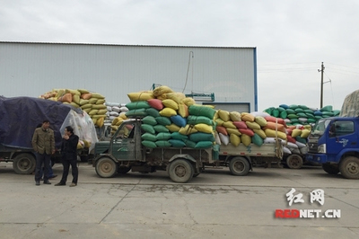 湖南中晚稻托市收购有序进行 未出现“卖粮难”_其它_网