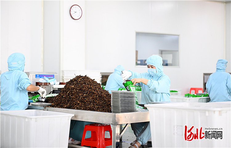 河北沧州:产业升级助力乡村振兴