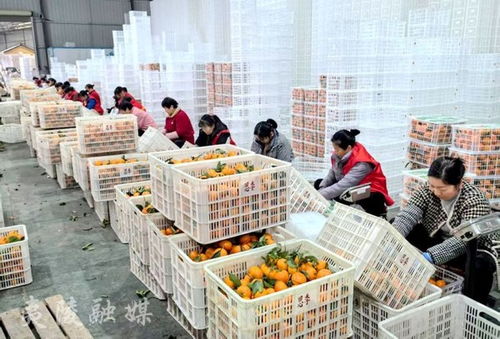 宜昌夷陵 柑橘企业出口忙 产业链高质量发展