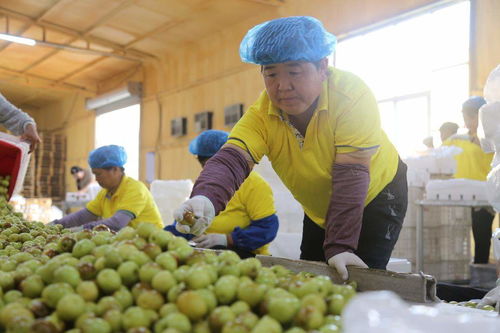 又是一年冬枣红 满城飘香新 丰 景